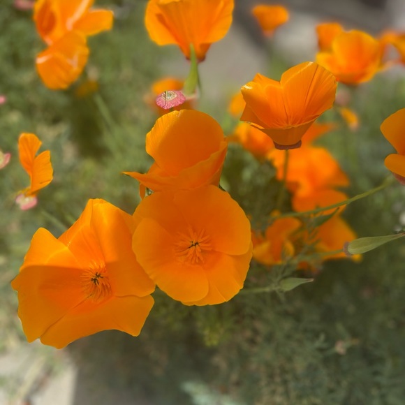 Peace Love and Pixiedust! ReesePieces is Going Live! - Picture 9 of 10